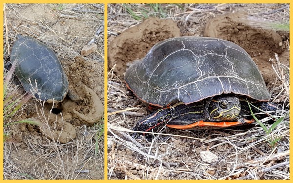 Once Upon a Turtle